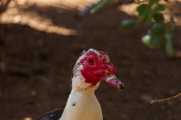 Portrait of a wild duck with a red head
