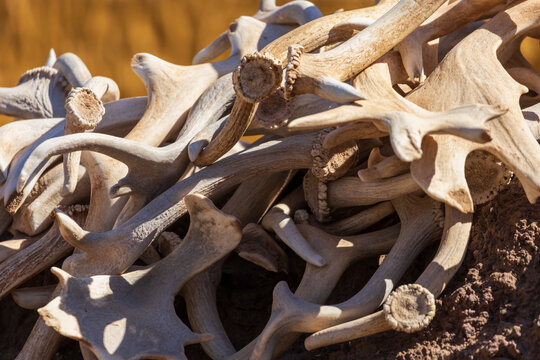 Fallow Deer - Dama dama goes among the trees. Wild photo of nature