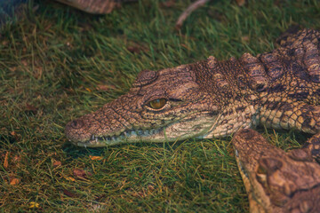 Crocodile in the zoo park on the island of Gran Canaria Spain