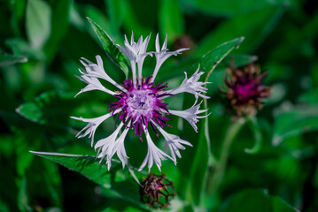 Beautiful spring flowers growing in garden