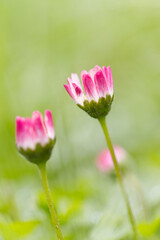 Obraz premium close up of a pink flowe upright, pink Bellis perennis vertical, lonely daisy flower on the meadow, pink daisy, blossom of daisies, beautiful meadow with white blossoms