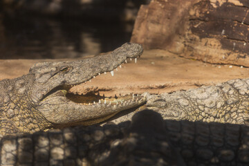 Crocodile in the zoo park on the island of Gran Canaria Spain