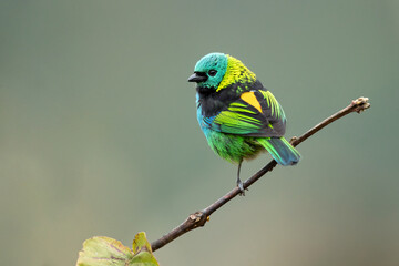 The green-headed tanager (Tangara seledon) is a brightly colored bird found in the Atlantic forest in south-eastern Brazil, far eastern Paraguay, and far north-eastern Argentina (Misiones only). 