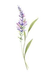 Violet flower digital botanical illustration. Watercolor hand drawing.