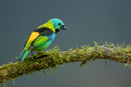 The green-headed tanager (Tangara seledon) is a brightly colored bird found in the Atlantic forest in south-eastern Brazil, far eastern Paraguay, and far north-eastern Argentina (Misiones only). 
