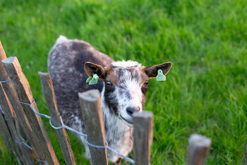 Curious goat looking through a wooden fence on a green farm meadow.