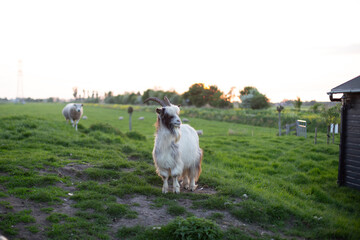 Goat on a green farm field