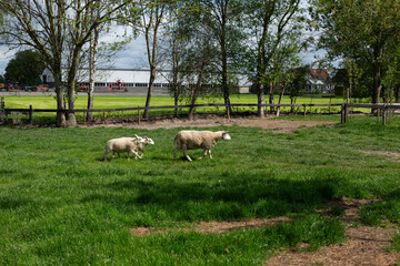 Sheep grazing on a green field at a farm on a sunny day.