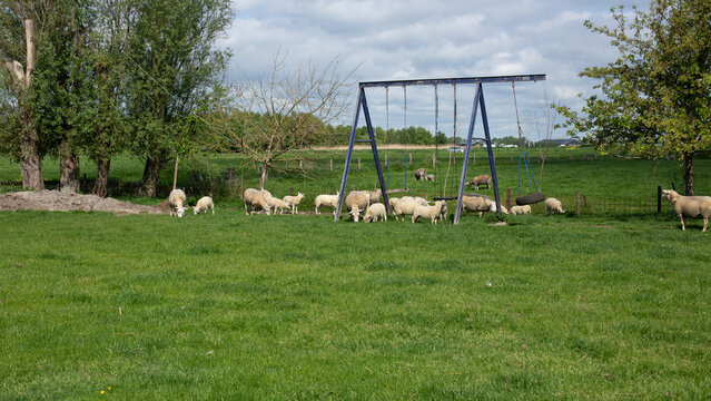 Sheep grazing on a green field at a farm on a sunny day.