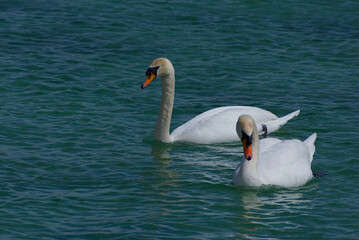 A graceful white swan glides effortlessly across tranquil blue-green waters, its pristine feathers contrasting beautifully against the serene lake. A timeless image of elegance and nature’s tranquilit