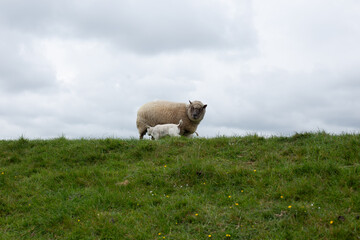 One sheep is staring directly at the camera, while behind it, little lambs frolic in the field