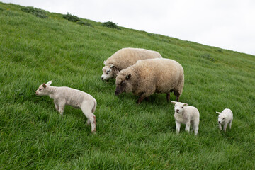 Obraz premium Sheep grazing in green pastures. Adult sheep and baby lambs feeding in lush meadows.