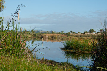 Natures vegetation in wetland