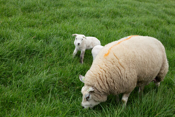 Sheep and their lambs feed in vibrant green fields, grazing peacefully in the meadow.