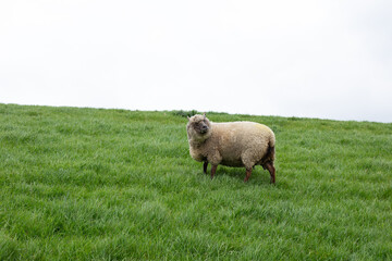 Obraz premium cute sheep on a farm outdoor selective focus
