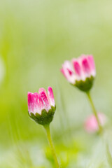 Obraz premium close up of pink daisy vertical, pink Bellis perennis, daisy flower upright on the meadow, pink daisy upright, blossom of daisies vertical, beautiful meadow with blossoms