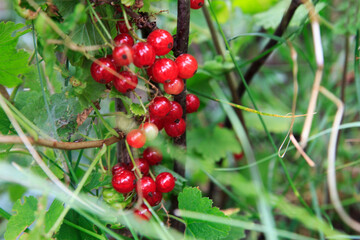 Ripe red appetizing currants hanging on a branch with green leaves, natural style