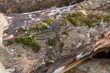 Moss-covered decaying tree logs in nature.