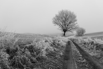 Frostige Herbst / Winterlandschaft
