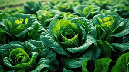 Fototapeta premium Lettuce vegetable cultivation in farmland outdoors
