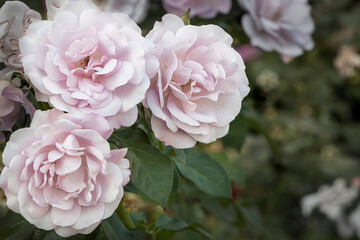 Three pink roses close-up.  A rose bush in the garden