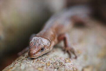 lizard on the grass..