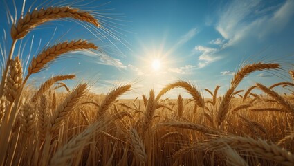 Sunlit farmland with yellow wheat and blue sky