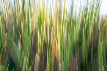 Wetland impressionism and environmental abstract