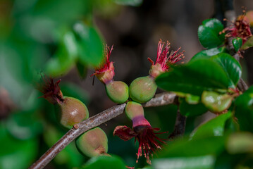japanese quince growing in the park