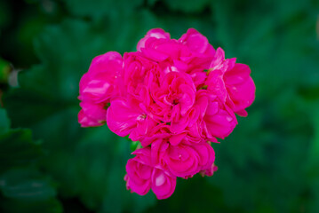 Fototapeta premium Spring flowers on natural background