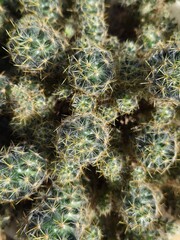 close up of cactus