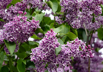 Obraz premium Vibrant clusters of purple lilac flowers with white edges blooming among green leaves 