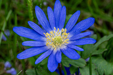 Macro close-up of a vivid blue wildflower with delicate petals and yellow stamens, captured in a natural green meadow setting. The intricate flower details stand out sharply.