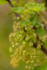 Green currant berries on a branch in the garden close-up. Green Background