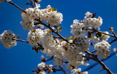 Cherry blossom tree branches with clusters of white flowers blooming against a clear blue sky