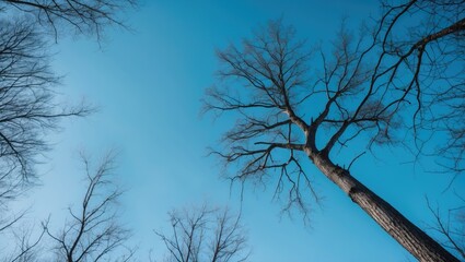 Winter Branches in Silhouette Showcasing Nature's Beauty Against a Clear Blue Sky with Contrasting Tree Crowns