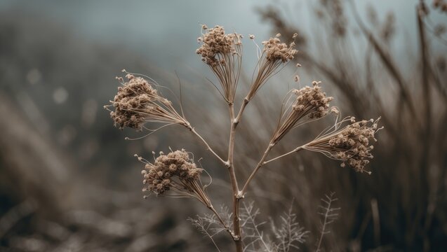 Close-up of dried seeds from wild carrot plant amidst autumn flora