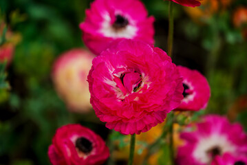 Spring flowers on natural background