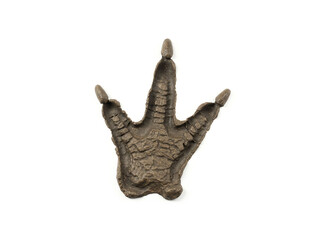 Stone dinosaur footprint isolated on white background.