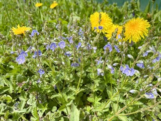 Close-up of Veronica chamaedrys flowers among dandelions in green meadow.