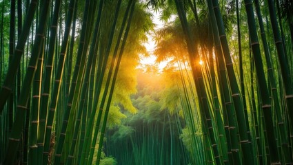 Fototapeta premium Sunlit green bamboo forest in the morning with a blurred natural background and selective focus.