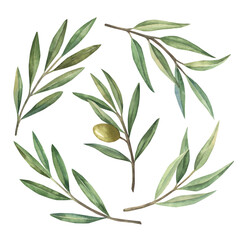 Set of olive branches with fruits and green leaves. Hand drawn botanical watercolor illustration. Isolated on a white background. For greeting cards, wallpaper, print, fabric, food oil production.