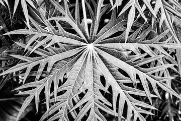 Artistic black and white close-up of a papaya leaf (Carica papaya) showing its intricate, deeply lobed structure and delicate vein patterns. Captured in soft natural light for a dramatic effect.