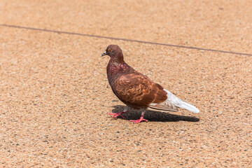 A pigeon is walking on a brown surface