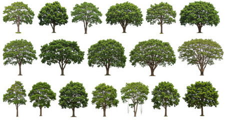 Fototapeta premium Diverse Green Trees Collection - A vibrant collection of lush, green trees, symbolizing nature, growth, strength, peace, and renewal. Perfect for design projects