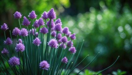 Obraz premium Summer garden featuring vibrant purple chives as a beautiful and healthy herb flower