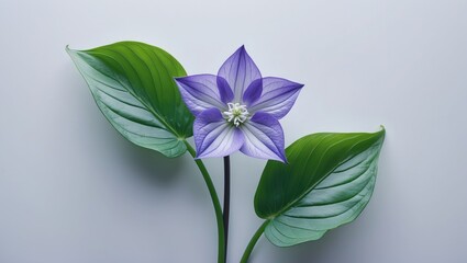 White Background Featuring a Bluebell Flower in Full Bloom