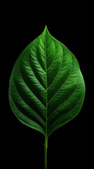 Obraz premium A vibrant green leaf with intricate vein patterns is isolated against a stark black background, showcasing its natural beauty and delicate structure in detail.