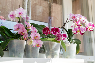 Indoor decorative plants. Row of colorful blooming phalaenopsis orchids placed in transparent pots on sunny windowsill