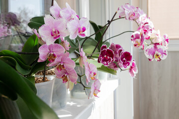 Close-up of flowering phalaenopsis orchids in pots on white windowsill. Home gardening